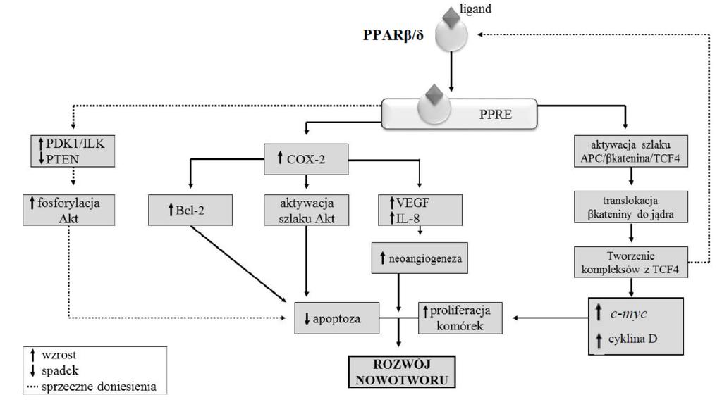 Receptory aktywowane przez proliferatory peroksysomów w procesie nowotworzenia 365 Ryc. 2. Schemat przedstawiający kancerogenne efekty aktywacji PPARβ/δ.
