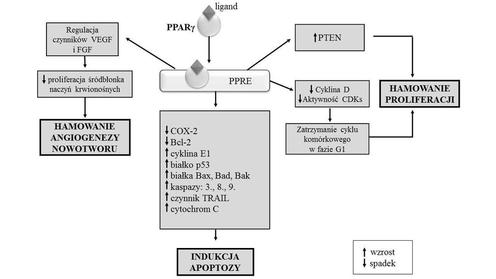 Receptory aktywowane przez proliferatory peroksysomów w procesie nowotworzenia 367 Ryc. 3. Schemat przedstawiający możliwe przeciwnowotworowe efekty aktywacji PPARγ.