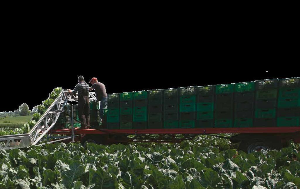 Easytop F1 doskonała jakość róż z tunelu Bering F1 odkryj nową jakość kalafiora WARZYWA WCZESNE I POD OSŁONY 2016 15 EKSPERT SYNGENTA RADZI krótki okres wegetacji (56-60 dni) rośliny o mocnym wigorze