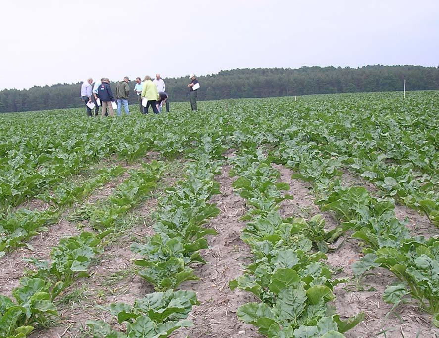 6 dt/ha Kontrola bez potasu Potas jest