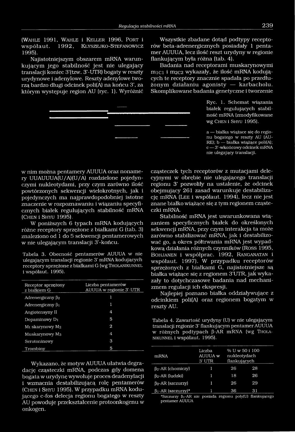 Reszty adenylowe tworzą bardzo długi odcinek poli(a) na końcu 3, za którym występuje region AU (rye. 1).