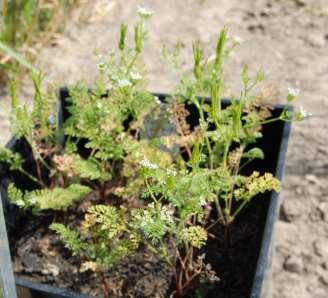 Amaranthus retroflexus, Echinochloa crus-galli, Agrostemma githago oraz Bupleurum rotundifolium.