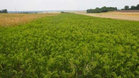 Panicum