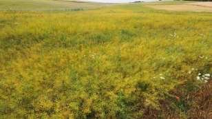 Camelina