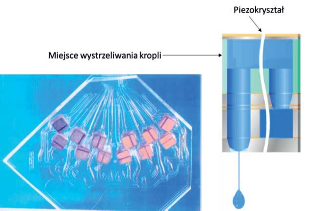 , w którym główny element stanowi płytka piezoelektryczna przekształcająca napięcie sterowania w mechaniczną deformację komory farbowej.