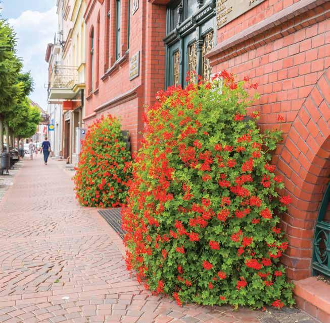 1200 wejście rynek chodnik ilość poziomów 6 kubatura 314 l wysokość całkowita 1355 mm średnica podstawy ½ 1200 mm waga przed obsadzeniem 60 kg 48 Chojnice, woj.