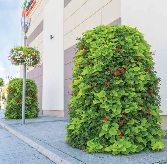 2000 rondo rynek park fontanna pomnik ilość poziomów 9 kubatura 1168 l wysokość całkowita 1990 mm średnica podstawy 1200 mm waga przed obsadzeniem 124 kg waga po obsadzeniu 600-1150 kg szacunkowa