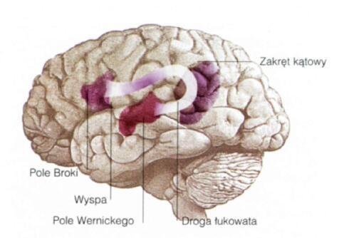 AFAZJA Afazja to zaburzenie tworzenia, rozumienia i odtwarzania mowy powstałe na skutek uszkodzenia korowych lub/i podkorowych
