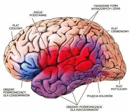 FUNKCJA MOWY Lokalizacja funkcji mowy brak ścisłej lokalizacji ośrodków mowy Mowa zależy od dużych obszarów kory oraz od stanu