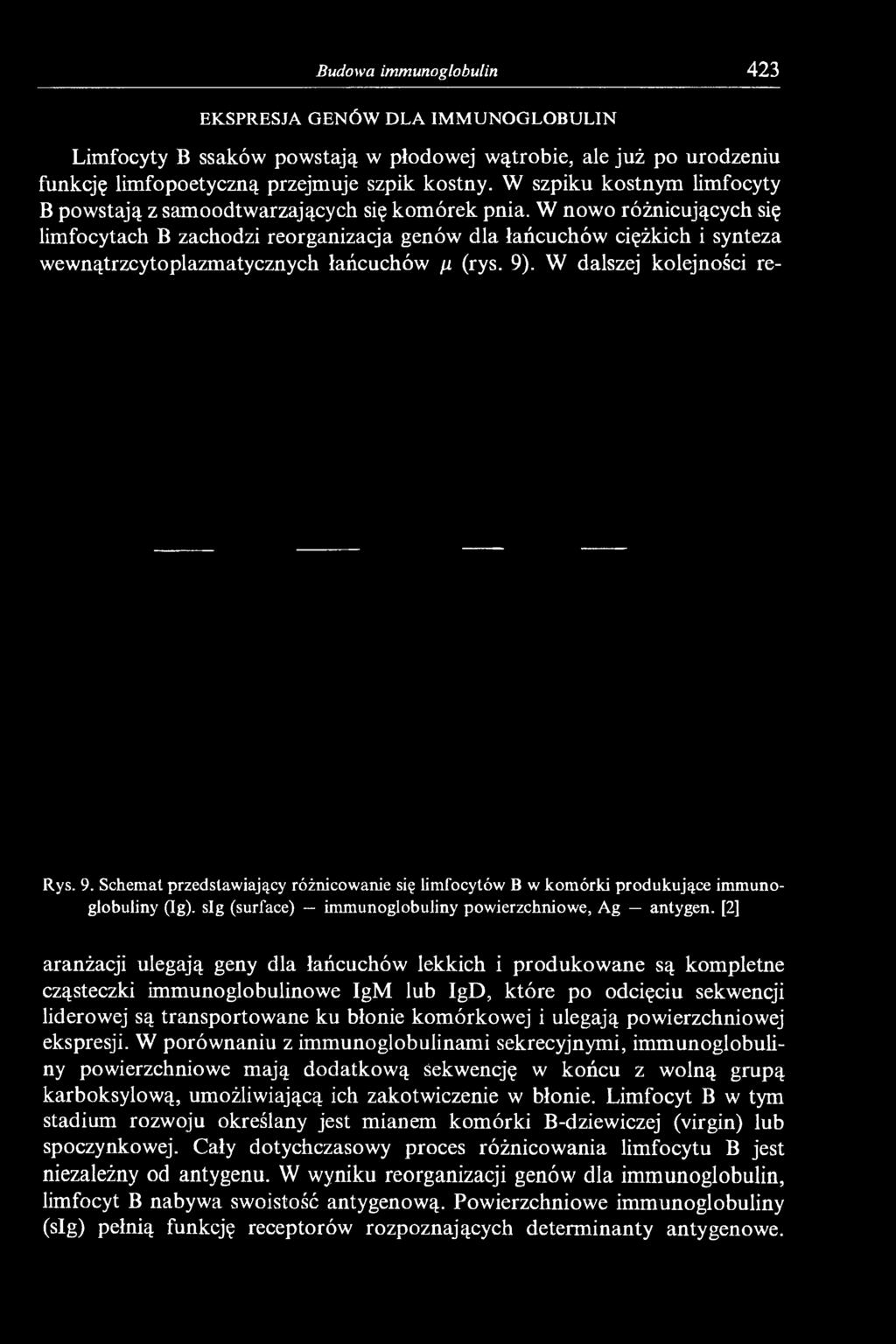 W nowo różnicujących się limfocytach B zachodzi reorganizacja genów dla łańcuchów ciężkich i synteza wewnątrzcytoplazmatycznych łańcuchów fi (rys. 9)