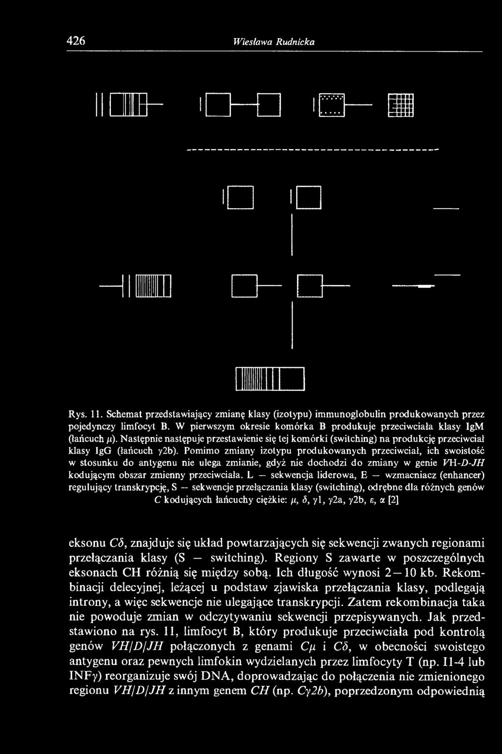Pomimo zmiany izotypu produkowanych przeciwciał, ich swoistość w stosunku do antygenu nie ulega zmianie, gdyż nie dochodzi do zmiany w genie VH-D-JH kodującym obszar zmienny przeciwciała.