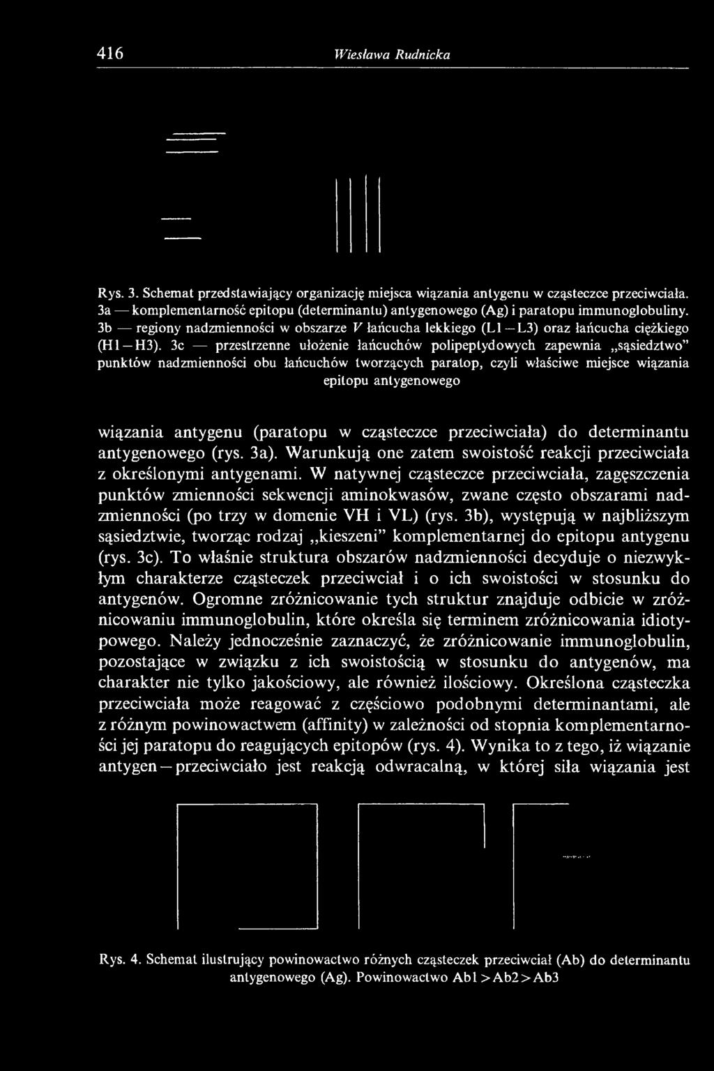 3c przestrzenne ułożenie łańcuchów polipeplydowych zapewnia sąsiedztwo punktów nadzmienności obu łańcuchów tworzących paratop, czyli właściwe miejsce wiązania epitopu antygenowego wiązania antygenu