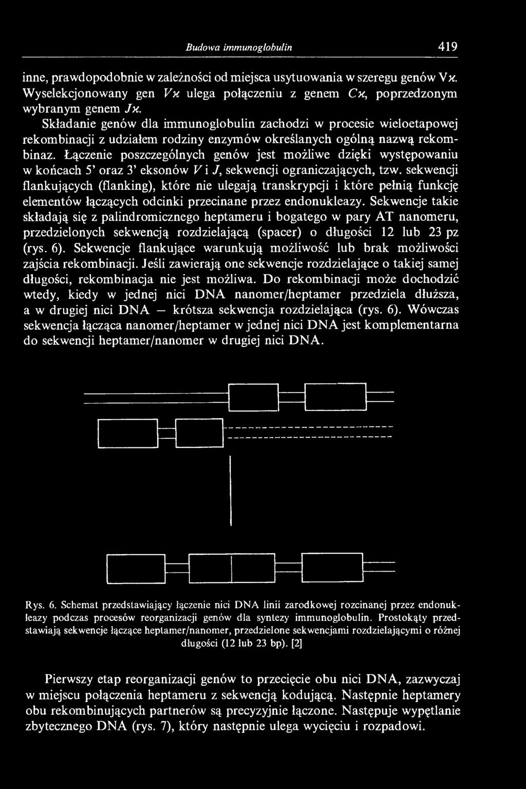 Łączenie poszczególnych genów jest możliwe dzięki występowaniu w końcach 5 oraz 3 eksonów V i /, sekwencji ograniczających, tzw.