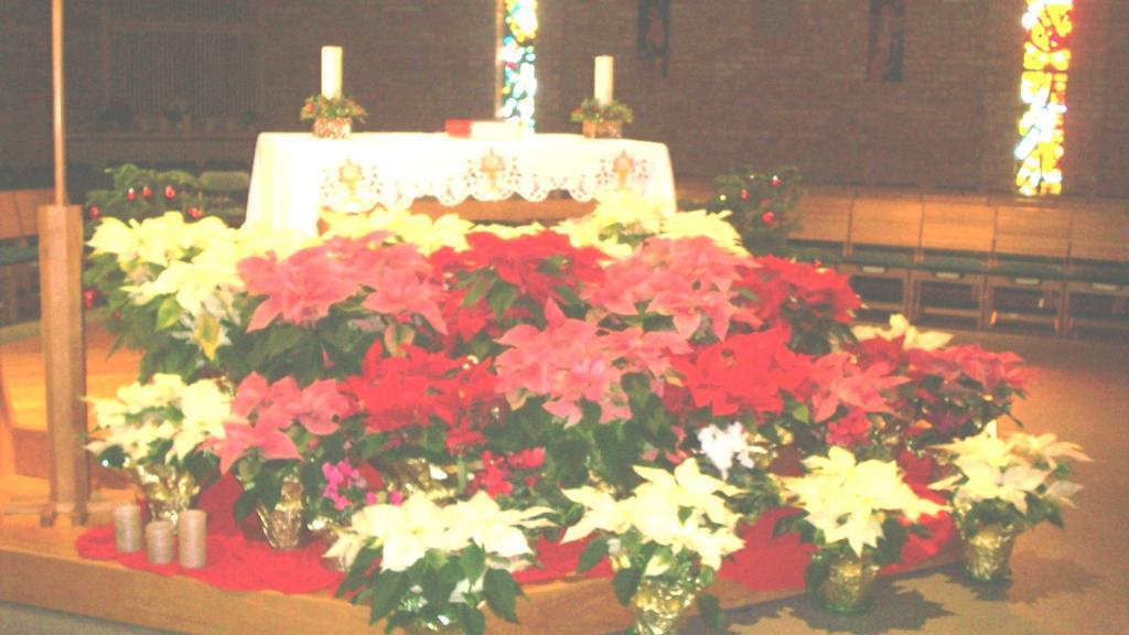 Flower Donations for Christmas Thank you to all who donated towards our Christmas Flowers collection. Serdeczne podziękowania składamy wszystkim, którzy ofiarowali na kwiaty do przystrojenia kościoła.