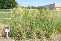 Hordeum