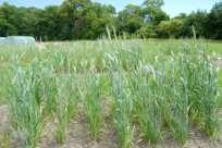 Triticum