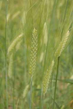 Triticum