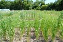 Triticum