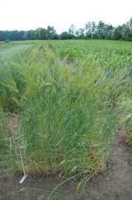 Triticum