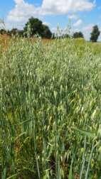 Triticum