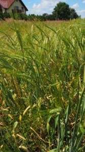 Avena sativa