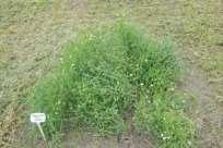 Lathyrus