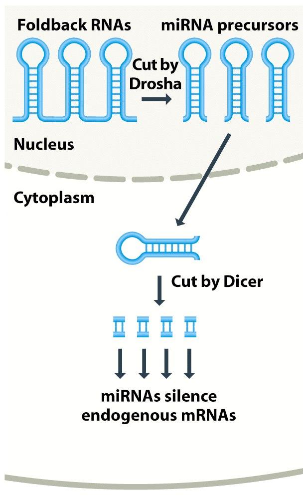 Rózne rodzaje regulatorowych cząsteczek RNA
