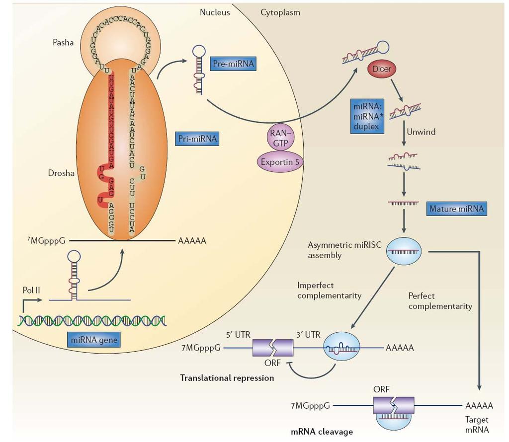 Biogeneza i mechanizm działania ania mirna