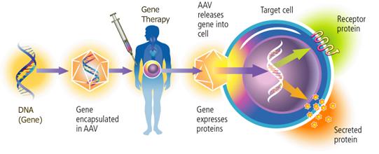 Terapia genowa wykorzystanie kwasów nukleinowych w charakterze leków Gen