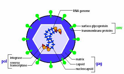 Wektory retrowirusowe ITR gag pol env ITR retrowirus Wbudowują transgen do genomu biorcy zapewniają długotrwałą ekspresję