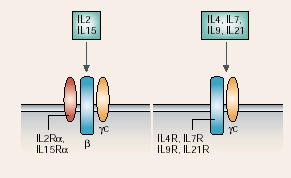 Receptory cytokin D.