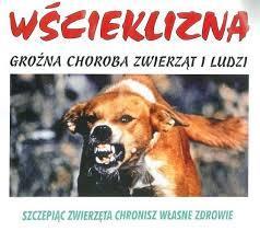 2013 2014 2015 2016 2017 LIczba Rys. 10 Liczba zachorowań na boreliozę w powiecie bocheńskim w latach 2013-2017 300 Borelioza 250 243 200 150 100 104 50 40 26 33 0 1.6.2. Wścieklizna i przypadki pokąsań przez zwierzęta Wścieklizna to ostra, odzwierzęca choroba zakaźna ośrodkowego układu nerwowego, objawiającego się zapaleniem mózgu i rdzenia, prowadząca do śmierci.