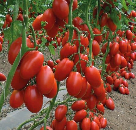 Pomidor Riesling F1 do uprawy na długie cykle w szklarniach owoc wydłużony, czerwony, 15-22 g, typ koktajlowy Pomidor czerwony, typ koktajlowy o owocach wydłużonych.