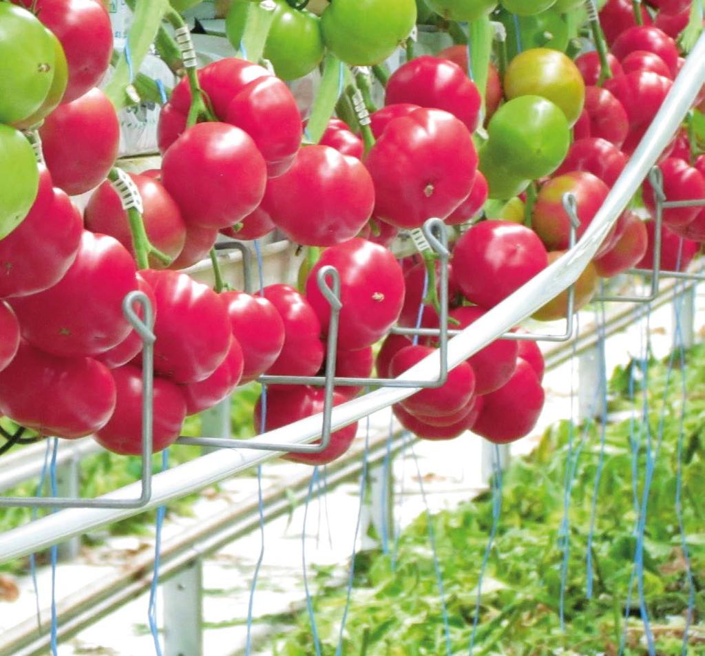 POMIDOR/OGÓREK Dobór gatunków w ofercie warzyw szklarniowych obejmuje odmiany pomidora i ogórka.