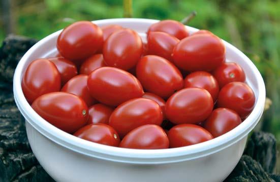 Owoce o masie 160-250 g odznaczają się pięknym kolorem, oryginalnym kształtem, ale przede wszystkim niepowtarzalnym smakiem pomidora z dawnych lat.