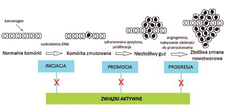 CHOROBY PSYCHICZNE W ŚWIETLE TEORII EWOLUCJI Janusz Rybakowski (Poznań) Ćwierć wieku temu rozpoczęły się systematyczne badania nad ewolucyjnymi uwarunkowaniami zaburzeń psychicznych tworząc dziedzinę
