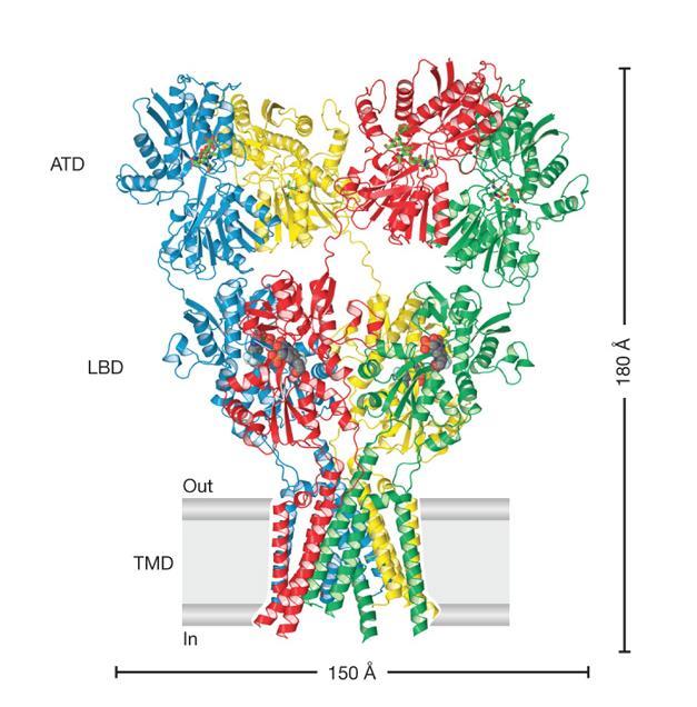 , 28, 29]. A) B) Rys. 1. A) Struktura podjednostki receptora AMPA lub KA [8]; B) Struktura krystaliczna szczurzego homomerycznego receptora GluA2 (PDB ID: 3KG2) [30].