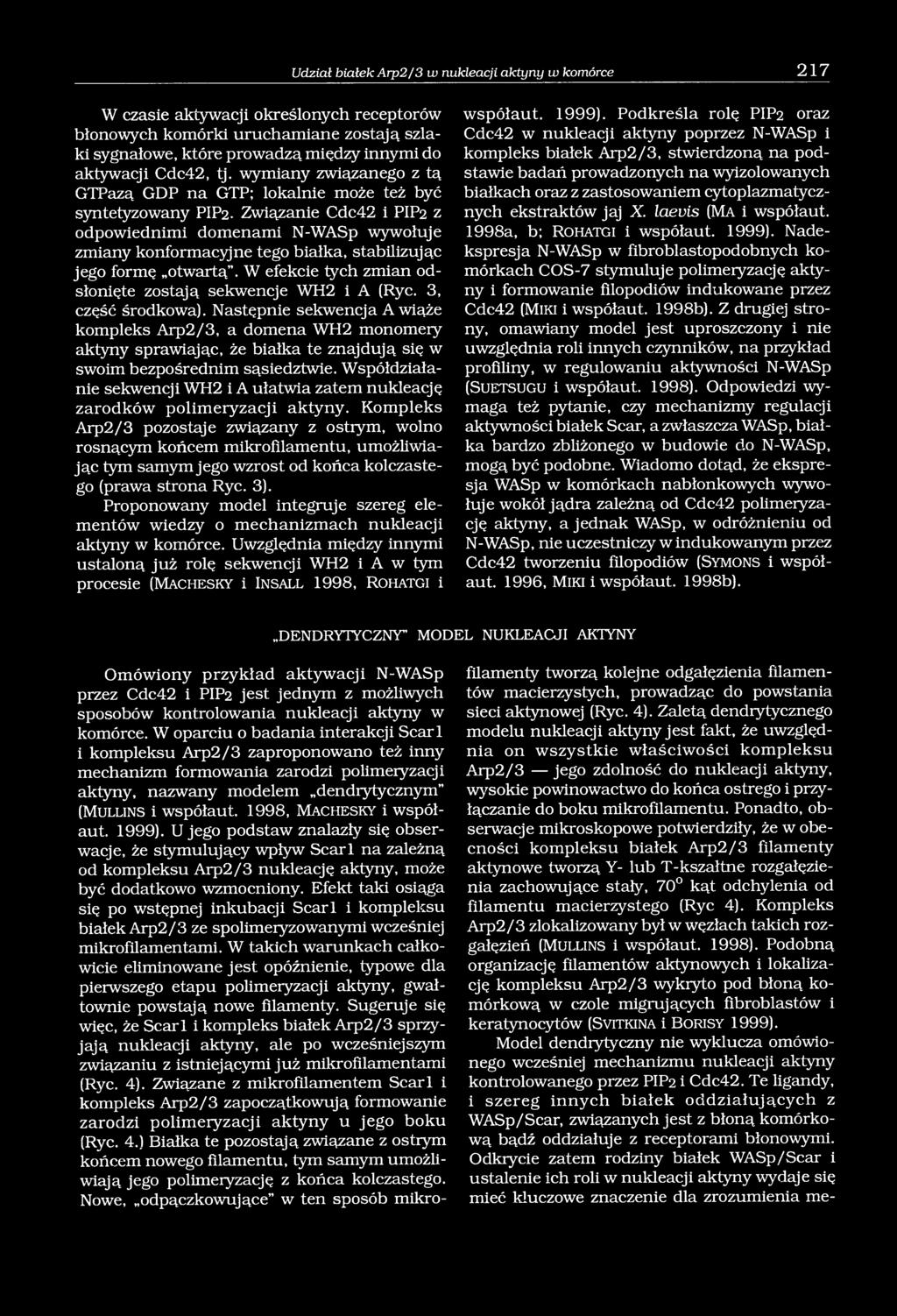 Związanie Cdc42 i PIP2 z odpowiednimi domenami N-WASp wywołuje zmiany konformacyjne tego białka, stabilizując jego formę otwartą. W efekcie tych zmian odsłonięte zostają sekwencje WH2 i A (Ryc.