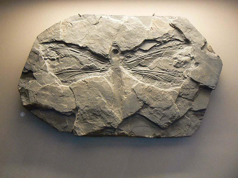 65 cm