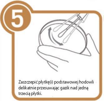 Umieścić tabletkę w 0,5 ml sterylnego płynu (woda, roztwór soli