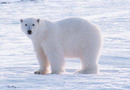 Zadanie 20 [0-2 pkt] Pewien turysta wyruszył w daleką podróż na biegun północny. Podczas podróży obserwował środowisko naturalne występujących tam zwierząt.