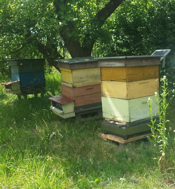 Ze zgromadzonych danych obliczono: 1. przybytek brutto jest to suma dobowych przybytków ciężaru ula za sezon pszczelarski w rozbiciu na dekady.