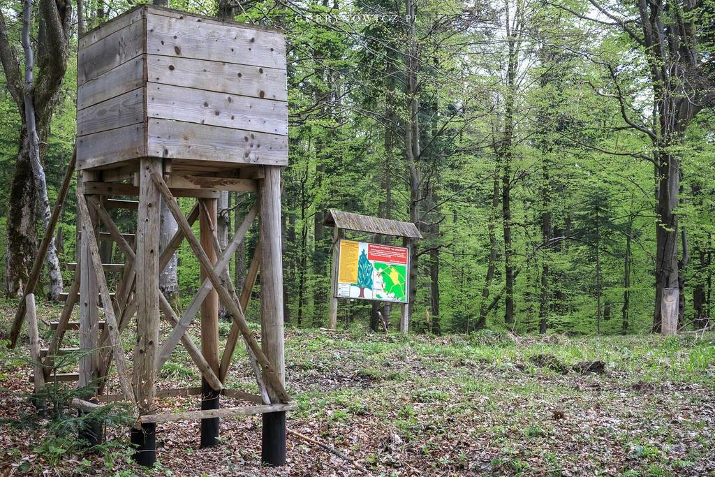 i W. Śmietana, Analiza wykorzystania przestrzeni przez niedźwiedzie brunatne w Bieszczadach, Raport wykonany na zlecenie WWF Polska. ii N. Selva, C. S. Teitelbaum, A. Sergiel, T.