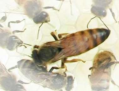 Biologiczne podstawy gospodarki pasiecznej Dr inż.