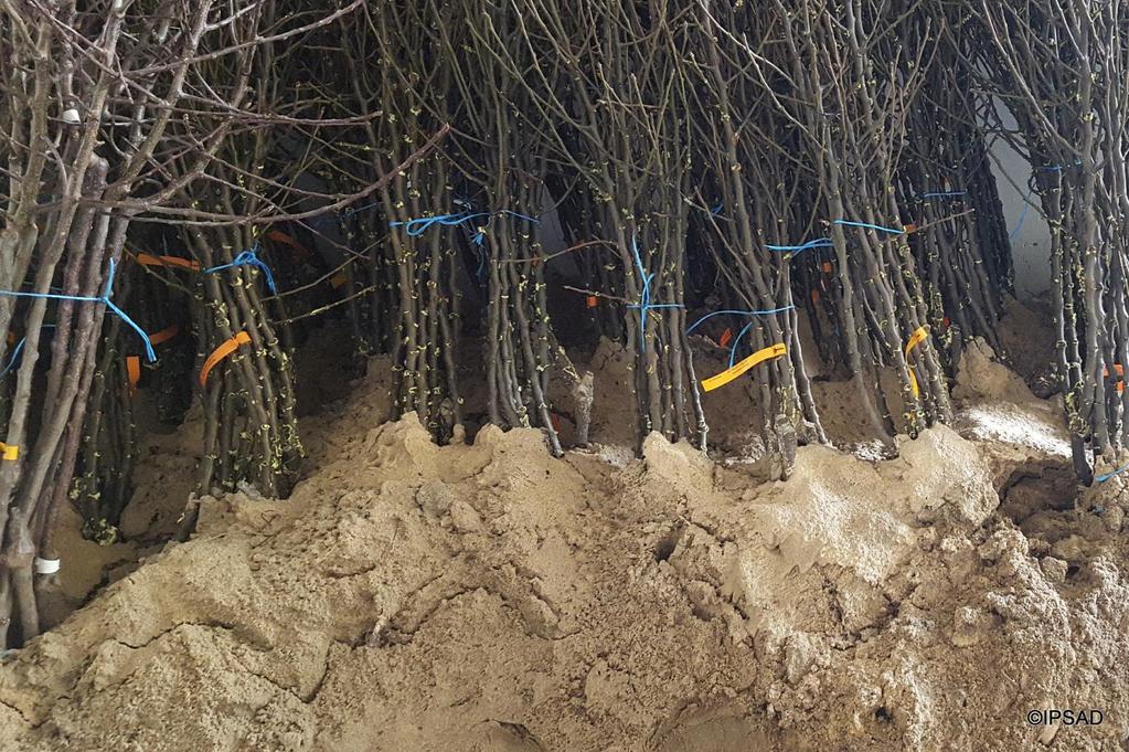 Ze względu na mrozy staramy się uszczelnić pomieszczenia gospodarcze. Warto zwrócić uwagę, czy w pomieszczeniach takich nie są przetrzymywane drzewka owocowe.