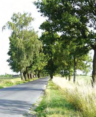 Korzyści z drzew na terenach miejskich Drzewa należą do trwałych nasadzeń roślinnych kształtujących krajobraz w ciągu wieków. Nadają cechy tożsamości i unikalnego charakteru określonym miejscom.