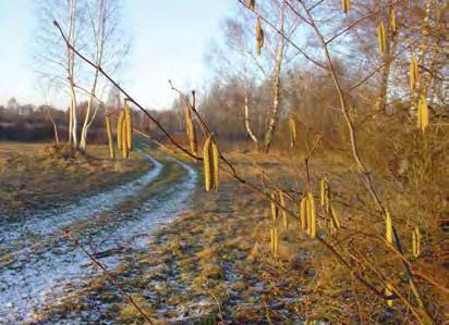 3. Dojrzewanie owoców. początek dojrzewania owoców to pojawienie się pierwszych owoców, które można uznać za dojrzałe, np. mają odpowiednią miękkość, barwę, rozchylone łupiny, itp.