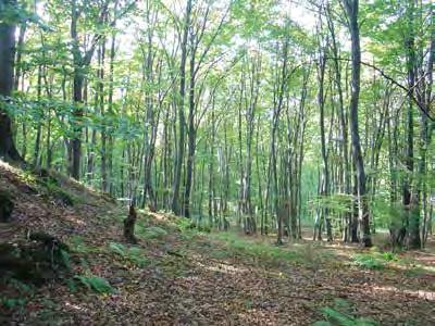 Buk pospolity (Fagus sylvatica L.) 1 Dariusz Wyrwicki Buk to jedno z piękniejszych drzew leśnych w naszym klimacie. Jego gładka stalowo-szara kora robi niezapomniane wrażenie, zwłaszcza zimą w słońcu.