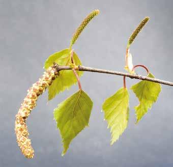 Brzoza (Betula sp.) 1 Dariusz Wyrwicki Mówiąc o brzozie każdy od razu ma przed oczyma jedno z najładniejszych drzew, jakim nas obdarzyła natura.