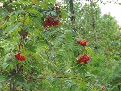 Jarząb pospolity (Sorbus aucuparia L.) 1 Dariusz Wyrwicki Chociaż nazwa sugeruje częste występowanie, jarzębina nie jest drzewem, które spotkamy w dużych skupiskach jak chociażby brzozę.